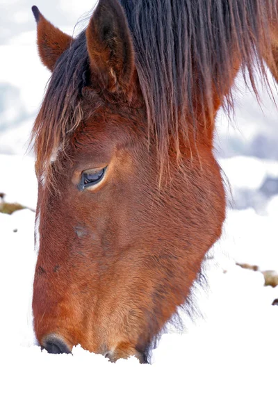 Retrato de um cavalo — Fotografia de Stock