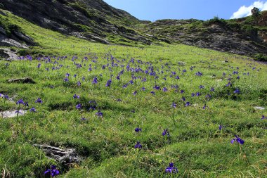 dağ gavarnie pyrenees iris çiçeği