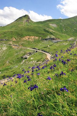 dağ gavarnie pyrenees iris çiçeği