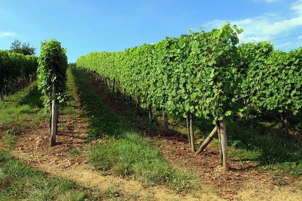 Wijngaard, wijnstok groeit — Stockfoto