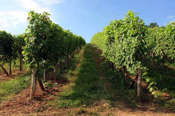 Uprawa winorośli na tle — Zdjęcie stockowe