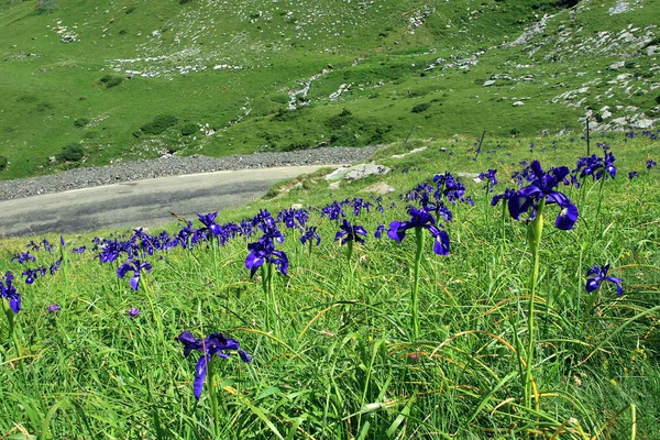 Irisblüte in den Pyrenäen der Gebirgsgavarnie — Stockfoto