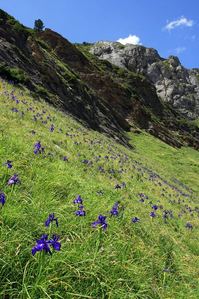 Fiore di iris in montagna Gavarnie Pirenei — Foto Stock