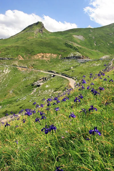 Iris flor en la montaña Gavarnie Pirineos —  Fotos de Stock