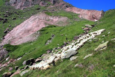 yaylacılıktan koyun, koyun eti