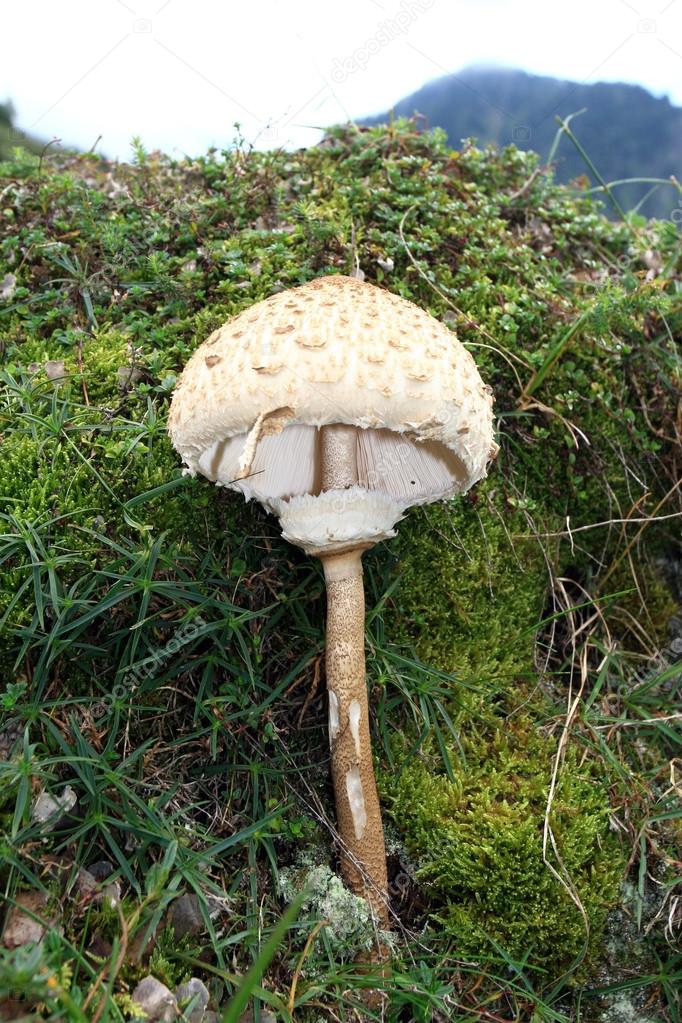 Coulemelle wood mushroom