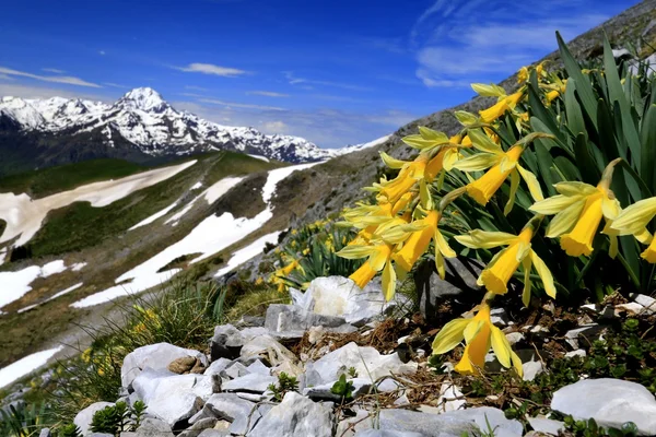 Ramo de narcisos — Foto de Stock