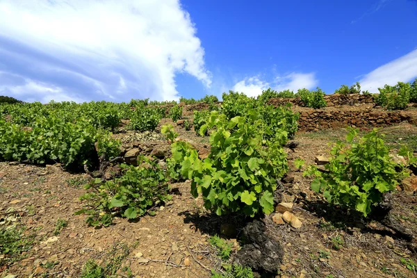Winorośli, Winnica collioure i banyuls — Zdjęcie stockowe