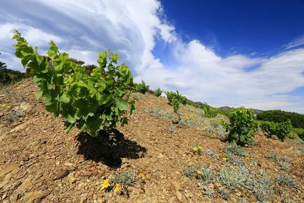 Wijnstokken, wijngaard van collioure en banyuls — Stockfoto