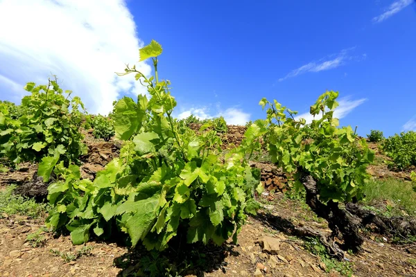 Winorośli, Winnica collioure i banyuls — Zdjęcie stockowe