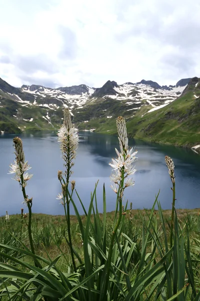 Asphodele blanc and mountain landscape — Stock Photo, Image