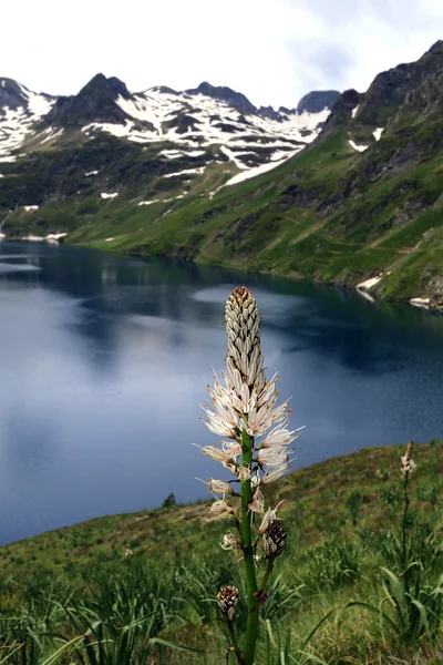 Asphodele blanc y paisaje de montaña — Foto de Stock