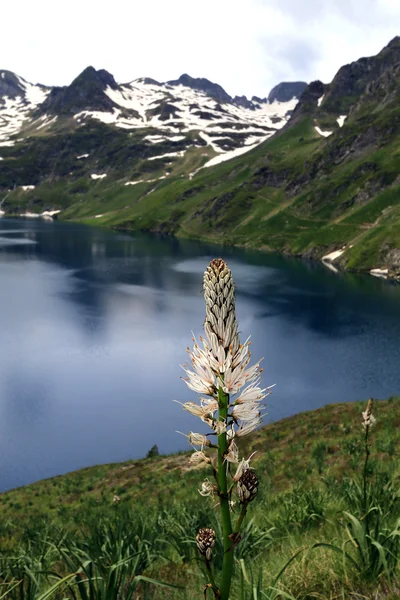 Asphodele Blanc en berglandschap — Stockfoto