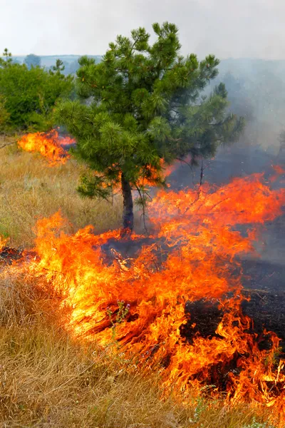 Fuego en el bosque en un caluroso día de verano. Sequía . — Foto de Stock