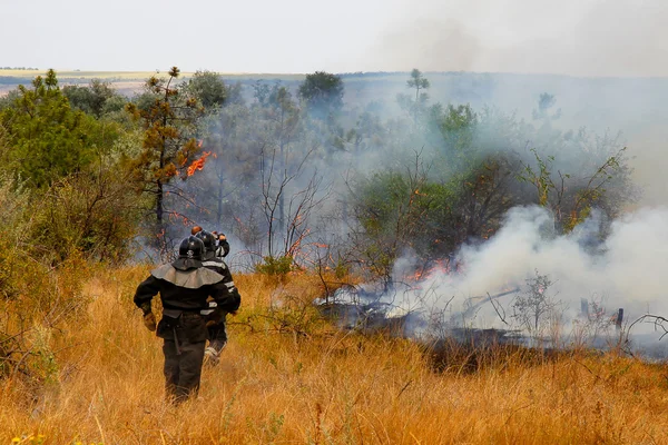 Los bomberos apagan un incendio en el bosque en un día caluroso —  Fotos de Stock