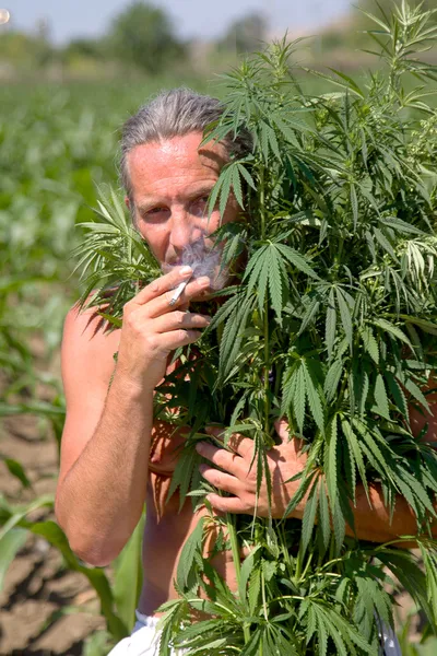 Un hombre fuma un cigarrillo en las ramas de marihuana — Foto de Stock