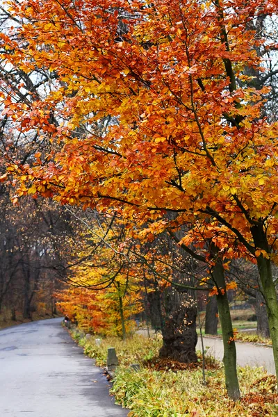 L'arrière-plan de paysages d'automne lumineux dans le parc — Photo