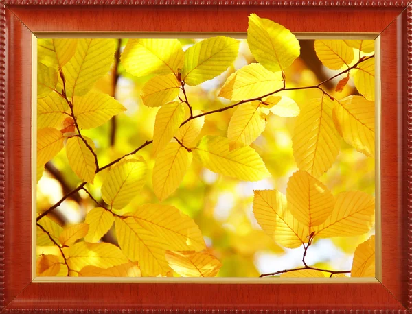 Autumn leaves in frame — Stock Photo, Image