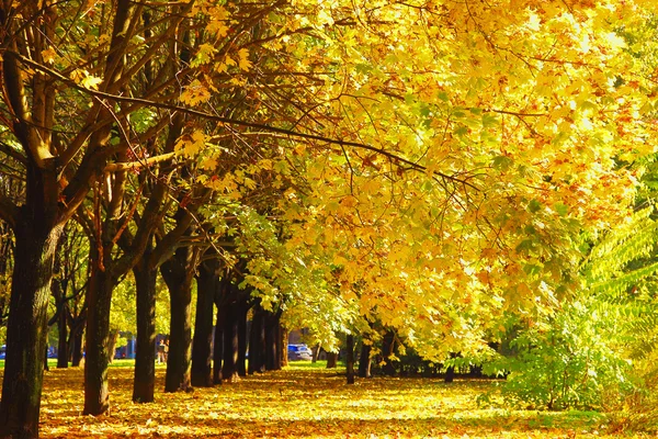 Beaux arbres d'automne avec des feuilles jaunes dans le parc — Photo