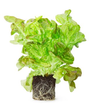yerde kökleri ile Filiz yeşil salata