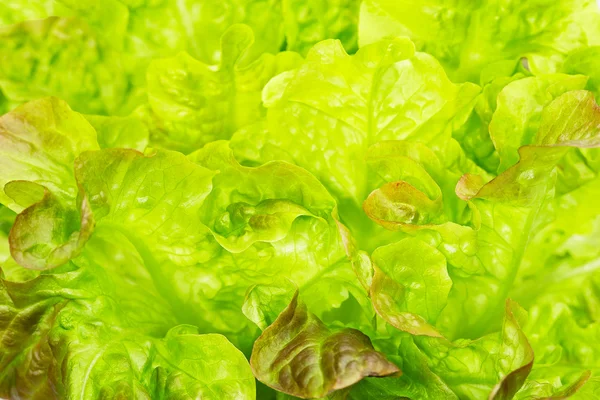 Verse groene sla bladeren, achtergrond macro — Stockfoto