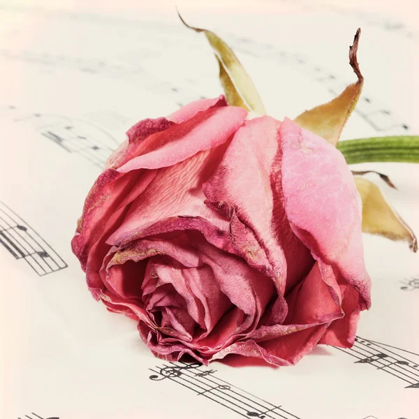 Vintage grunge background with rose and music notes. — Stock Photo, Image