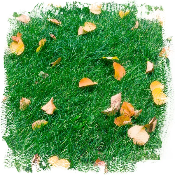 Abstract background of green grass and yellow autumn leaves — Stock Photo, Image