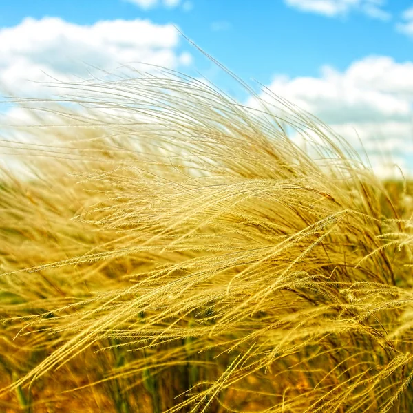 Piuma d'erba nel campo, soleggiata giornata estiva — Foto Stock