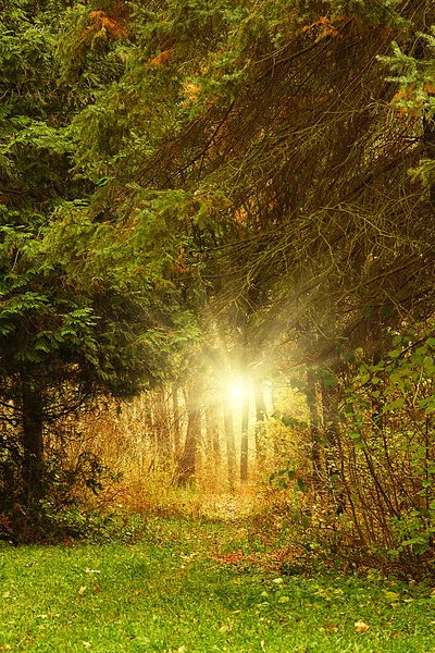 Arbres poussant dans le bois en automne période de l'année — Photo