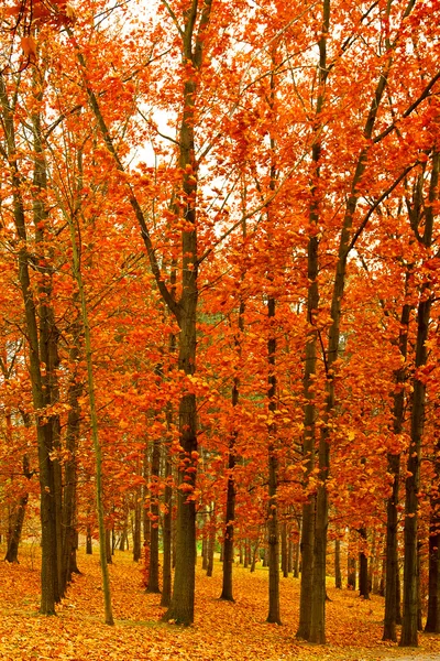 Arbres poussant dans le parc en automne — Photo