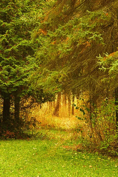 Trees growing in the wood in autumn time of year — Stock Photo, Image