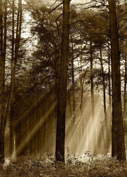 Τα κωνοφόρα δάση που φωτίζεται από τον ήλιο το πρωί σε μια ομίχλη autu — Φωτογραφία Αρχείου