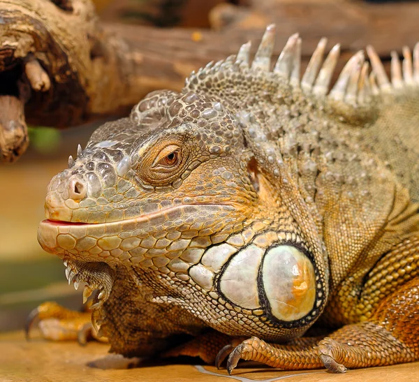 Iguanas sitting in terrarium — Stock Photo, Image