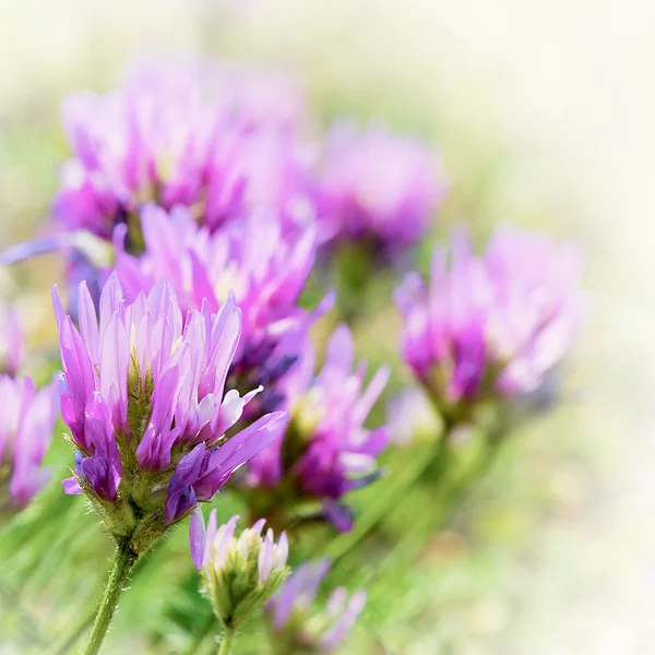 Beautiful pastel floral border beautiful blurred background — Stock Photo, Image