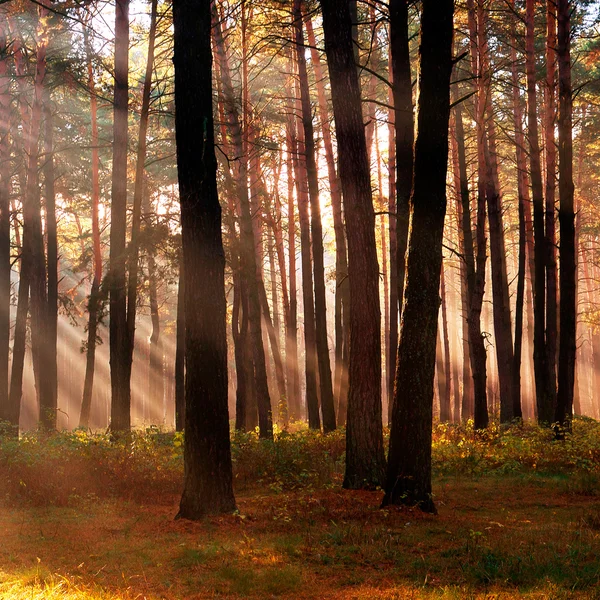 Sonnenstrahlen brechen im Herbst durch die Bäume im Wald — Stockfoto