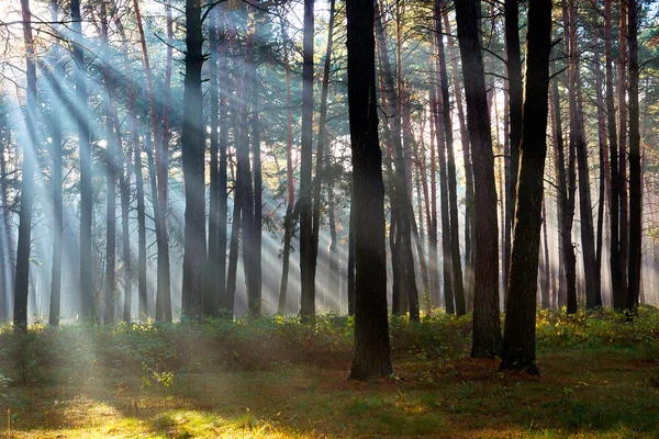 The sun's rays breaking through the trees in the pine forest in — Stock Photo, Image