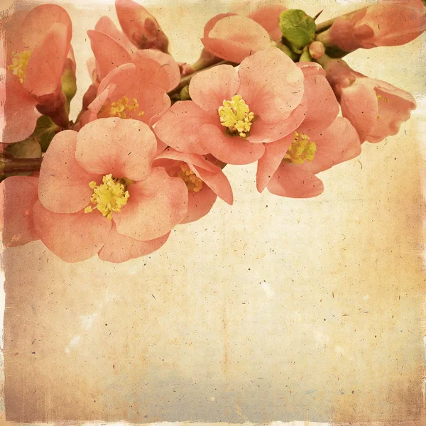 Vintage floral background with pink flowers on a brown backgroun — Stock Photo, Image