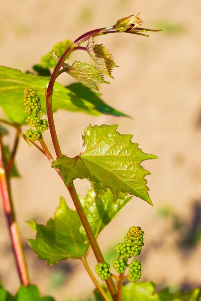 Brotes de primavera brotando en una vid de uva en el viñedo — Foto de Stock