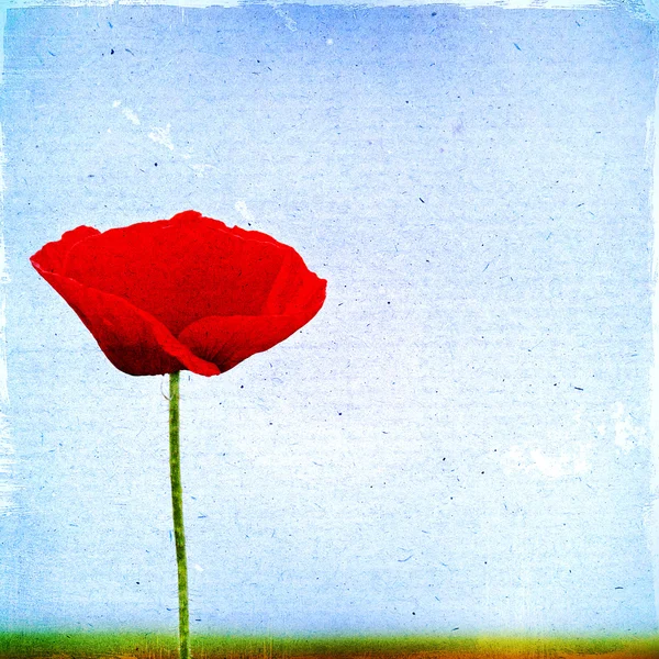 Fondo floral vintage con flores de amapola sobre un fondo marrón — Foto de Stock