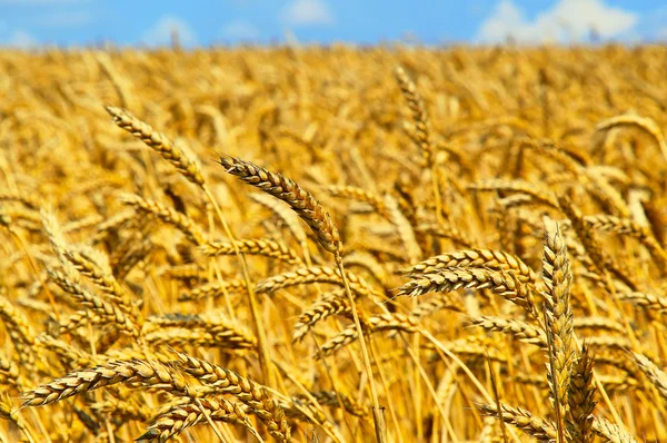 Zrání uši pšeničné pole v stylu bokeh — Stock fotografie