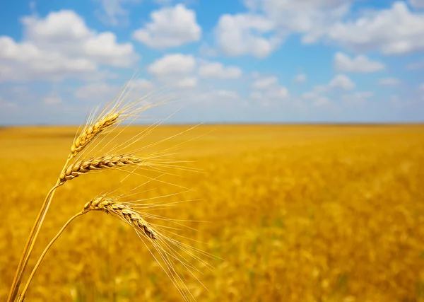 Ripening ears of wheat field in the style of bokeh — Stock Photo, Image