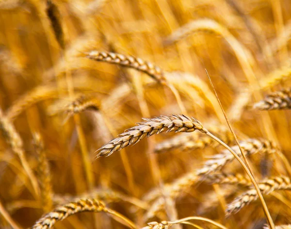 Культивирование различных сортов пшеницы, пшеничного поля — стоковое фото