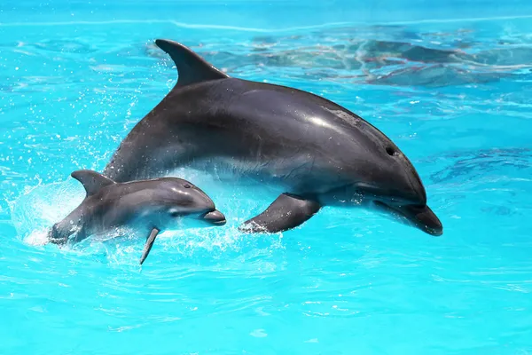 Delfin z dzieckiem pływające w wodzie — Zdjęcie stockowe