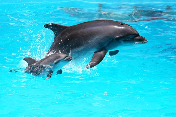 Dolphin med en baby flytande i vattnet — Stockfoto