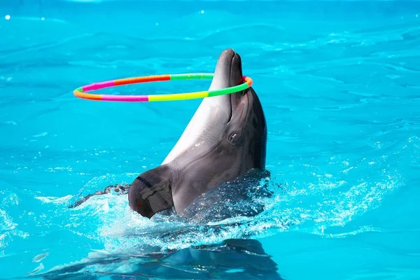 Un delfín joven jugando en el agua azul con un aro —  Fotos de Stock