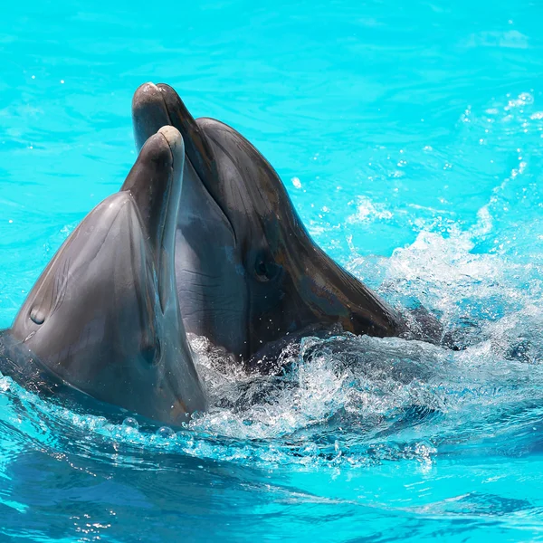 Due delfini nuotano in piscina Immagine Stock