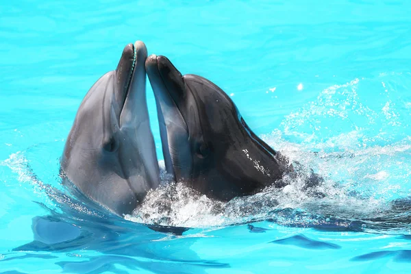 Los delfines nadan en el agua azul de la piscina — Foto de Stock