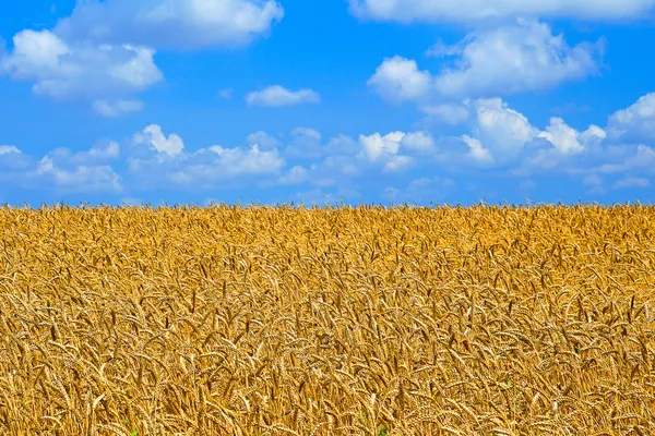 Buğday, buğday alan farklı çeşitlerinin ekimi — Stok fotoğraf