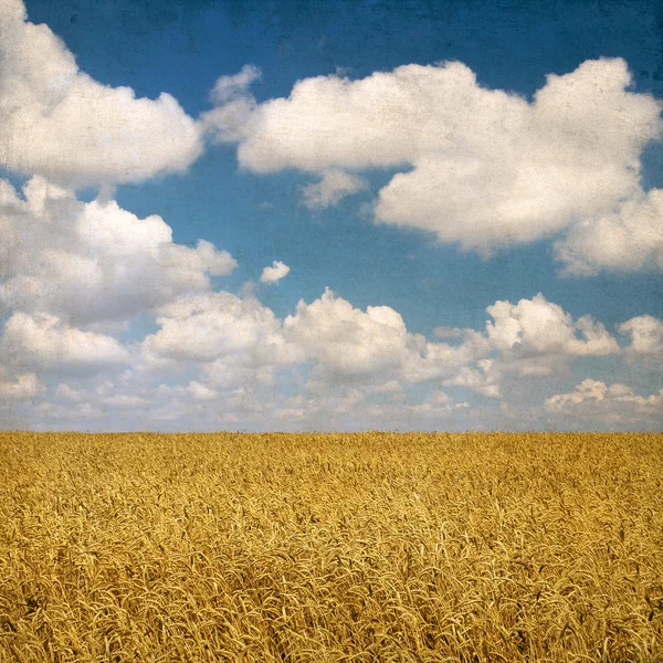 Vintage background with wheat field and cloudy sky on the backgr — Stock Photo, Image