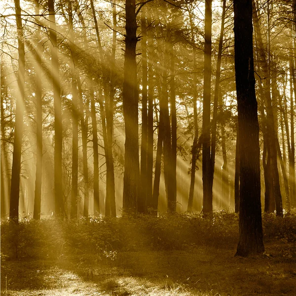 The sun's rays breaking through the trees in the pine forest in — Stock Photo, Image